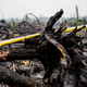 Image for article titled Confirmed: Oil palms were planted on just-burned land outside an Indonesian orangutan sanctuary